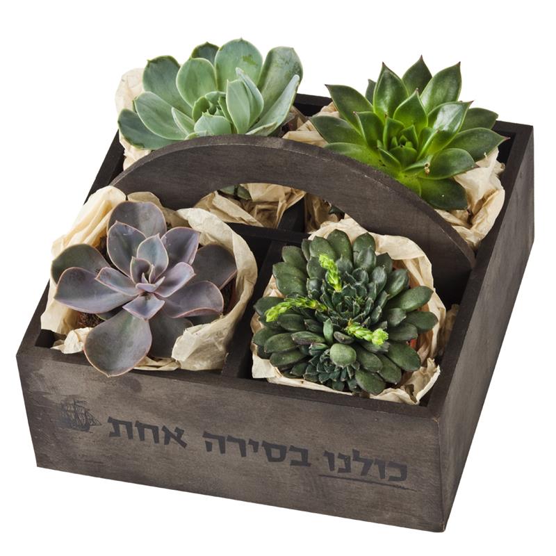 התמונה הראשית של קוקטייל סוקולנטים בתיבת עץ