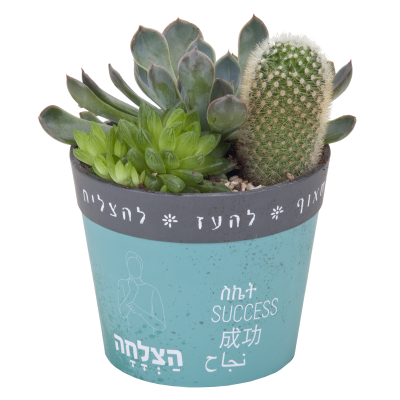התמונה הראשית של קוקטייל סוקולנטים בעציץ חברתי