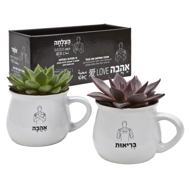 התמונה הראשית של זוג סוקולנטים בספלים מדברים