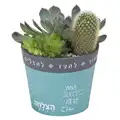 קוקטייל סוקולנטים בעציץ חברתי