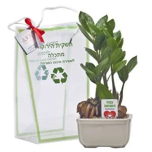 בונסאי עץ השגשוג גודל 3 - 8*11