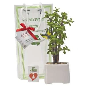 עץ כסף גודל 1 - 8*8 