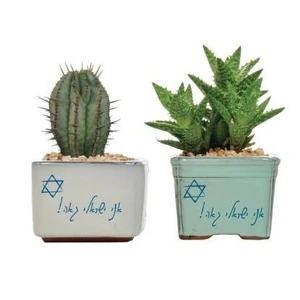 קקטוס אני ישראלי גאה