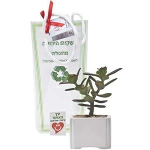 בונסאי אושר בכלי גודל 1 - 8*8 