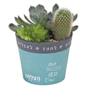 קוקטייל סוקולנטים בעציץ חברתי