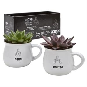 זוג סוקולנטים בספלים מדברים