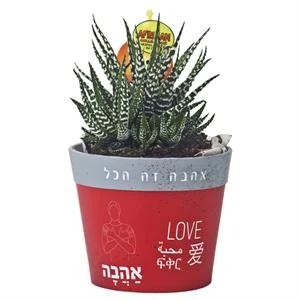 סוקולנט בעציץ אהבה