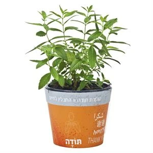עציץ תבלין של תודה